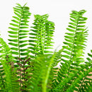 27-in UV Resistant Artificial Real Touch Boston Fern Plant (Indoor/Outdoor)