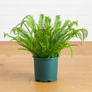 27-in UV Resistant Artificial Real Touch Boston Fern Plant (Indoor/Outdoor)
