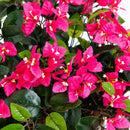 Artificial Bougainvillea Hanging Basket UV Resistant (Indoor/Outdoor) by Nearly Natural