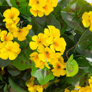 29" UV Resistant Artificial Geranium Hanging Plant - Yellow (Indoor/Outdoor) - Set of 2