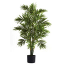3’ Areca Palm Tree