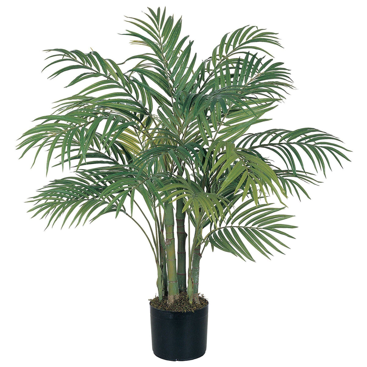 3' Areca Silk Palm Tree, photo 7 of 7