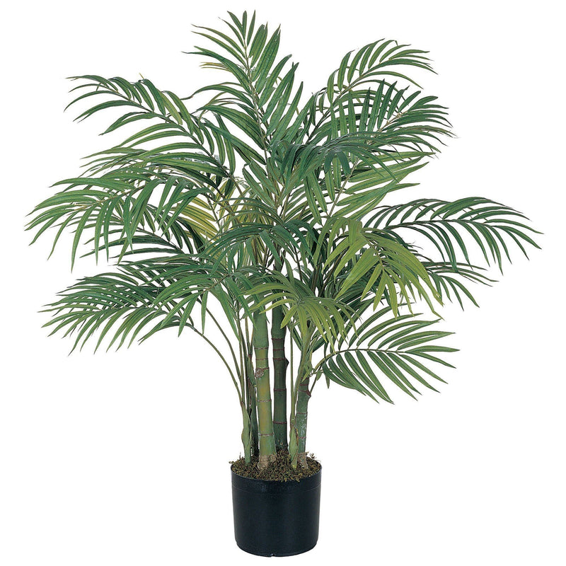 3' Areca Silk Palm Tree, photo 7 of 7
