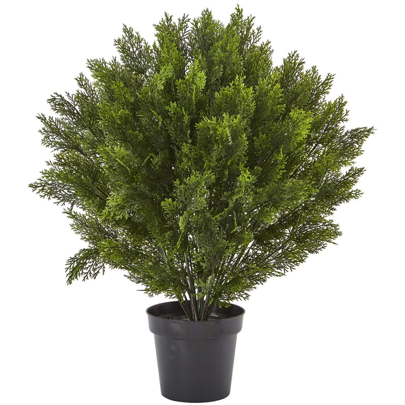 3’ Cedar Bush (Indoor/Outdoor)