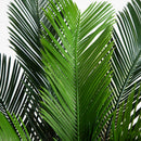 3’ Cycas Palm Tree UV Resistant (Indoor/Outdoor)