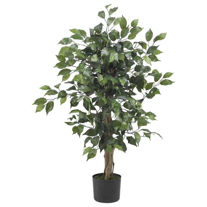 3' Ficus Silk Tree