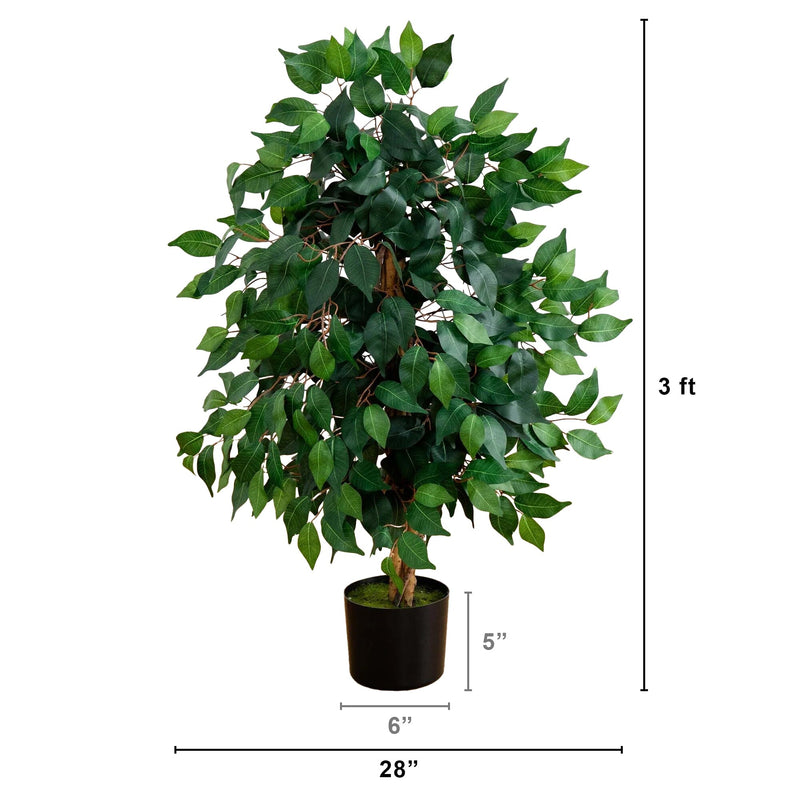 3' Ficus Silk Tree