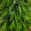3'  Pre-Lit Artificial Lightly Snowed Cypress Christmas Tree with 38 Warm White LED Lights in Decorative Weaved Basket