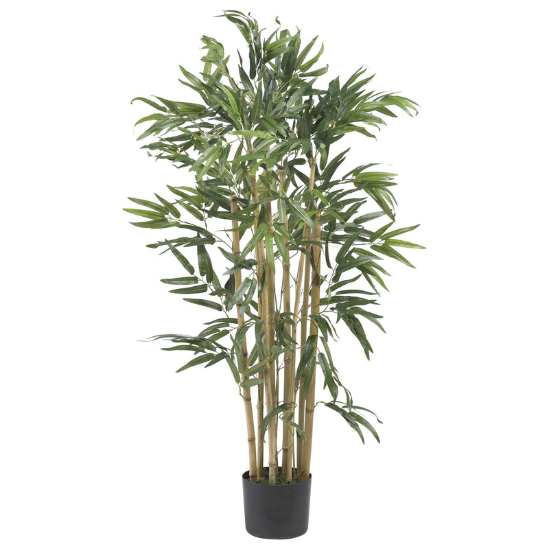 3' Multi Bambusa Bamboo Silk Tree