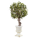 3’ Olive Tree in White Urn