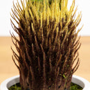 30" UV Resistant Artificial Cycas Palm Tree in White Decorative Planter (Indoor/Outdoor)