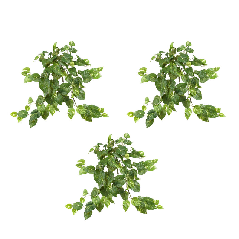 30” Pothos Hanging Bush (Set of 3)