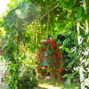 30" UV Resistant Artificial Daisy Hanging Plant (Indoor/Outdoor) - Set of 6