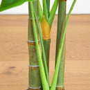 3.5' Artificial Monstera Tree