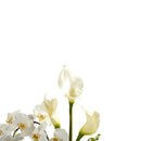 35” Phalaenopsis Orchid and Calla Lily Artificial Arrangement in Glass Vase