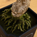 Cedar Bonsai 36" Silk Plant" by Nearly Natural