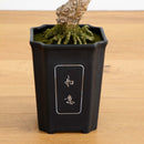 Cedar Bonsai 36" Silk Plant" by Nearly Natural