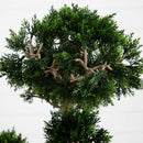 Cedar Bonsai 36" Silk Plant" by Nearly Natural