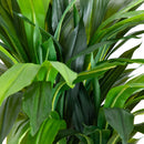 4' Corn Stalk Dracaena Silk Plant (Real Touch) by Nearly Natural