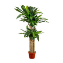 4' Corn Stalk Dracaena Silk Plant (Real Touch) by Nearly Natural