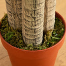 4' Corn Stalk Dracaena Silk Plant (Real Touch) by Nearly Natural