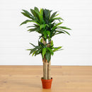 4' Corn Stalk Dracaena Silk Plant (Real Touch) by Nearly Natural