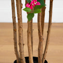 4' Artificial Deluxe Bougainvillea Tree