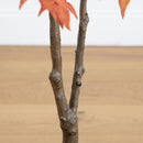 4' Autumn Japanese Maple Artificial Fall Tree