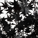 4' Pre-Lit Artificial Halloween Black Maple Tree with 180 Orange & Purple LED Lights