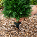 4-ft UV Resistant Artificial Cedar Plant with Integrated Ground Stake (Indoor/Outdoor) - Set of 2