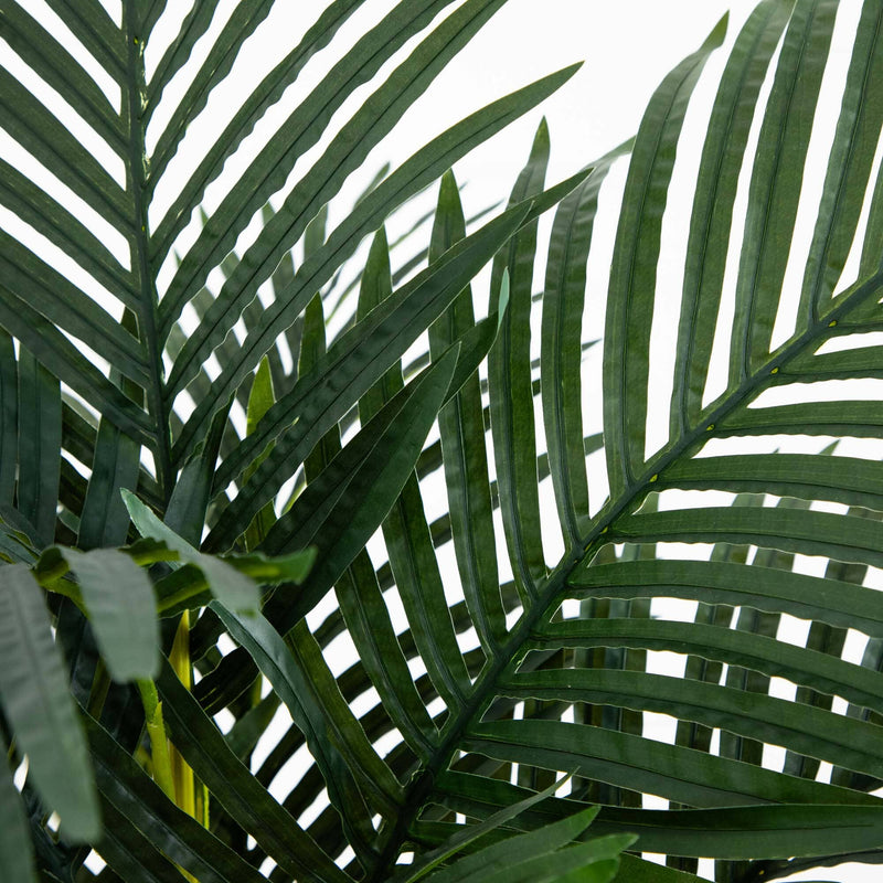 4’ Golden Cane Palm Tree, photo 2 of 4
