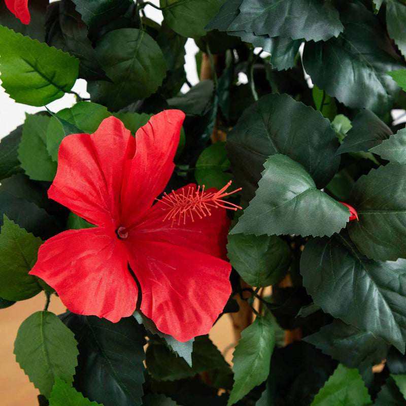 4’ Hibiscus Tree, photo 2 of 5
