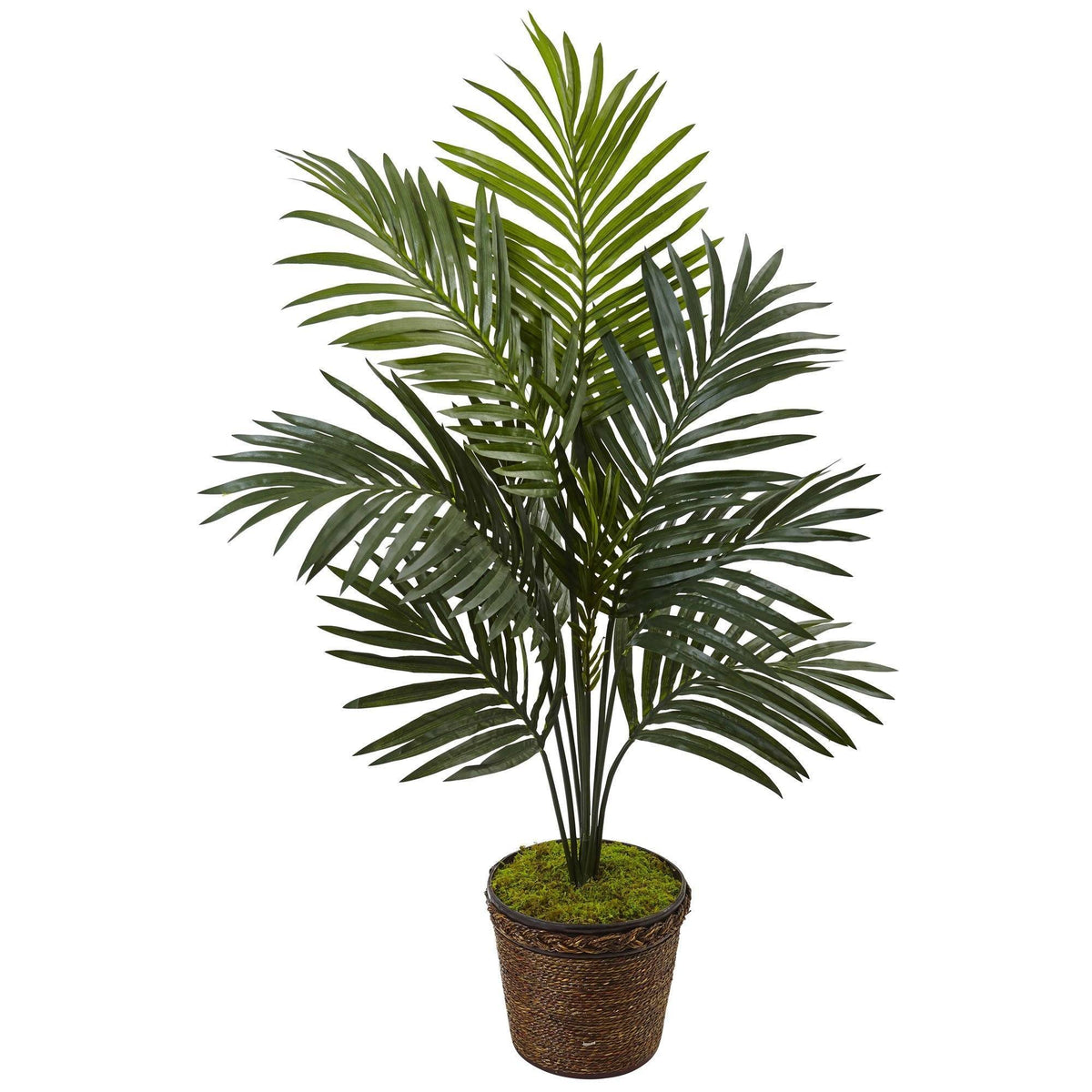4’ Kentia Palm Tree in Coiled Rope Planter, photo 4 of 4