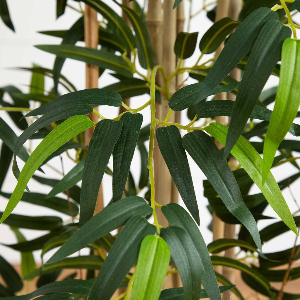 4' Multi Bambusa Bamboo Silk Tree, photo 2 of 5