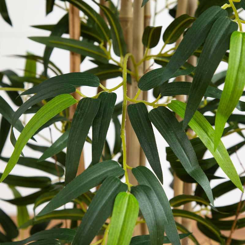 4' Multi Bambusa Bamboo Silk Tree, photo 2 of 5
