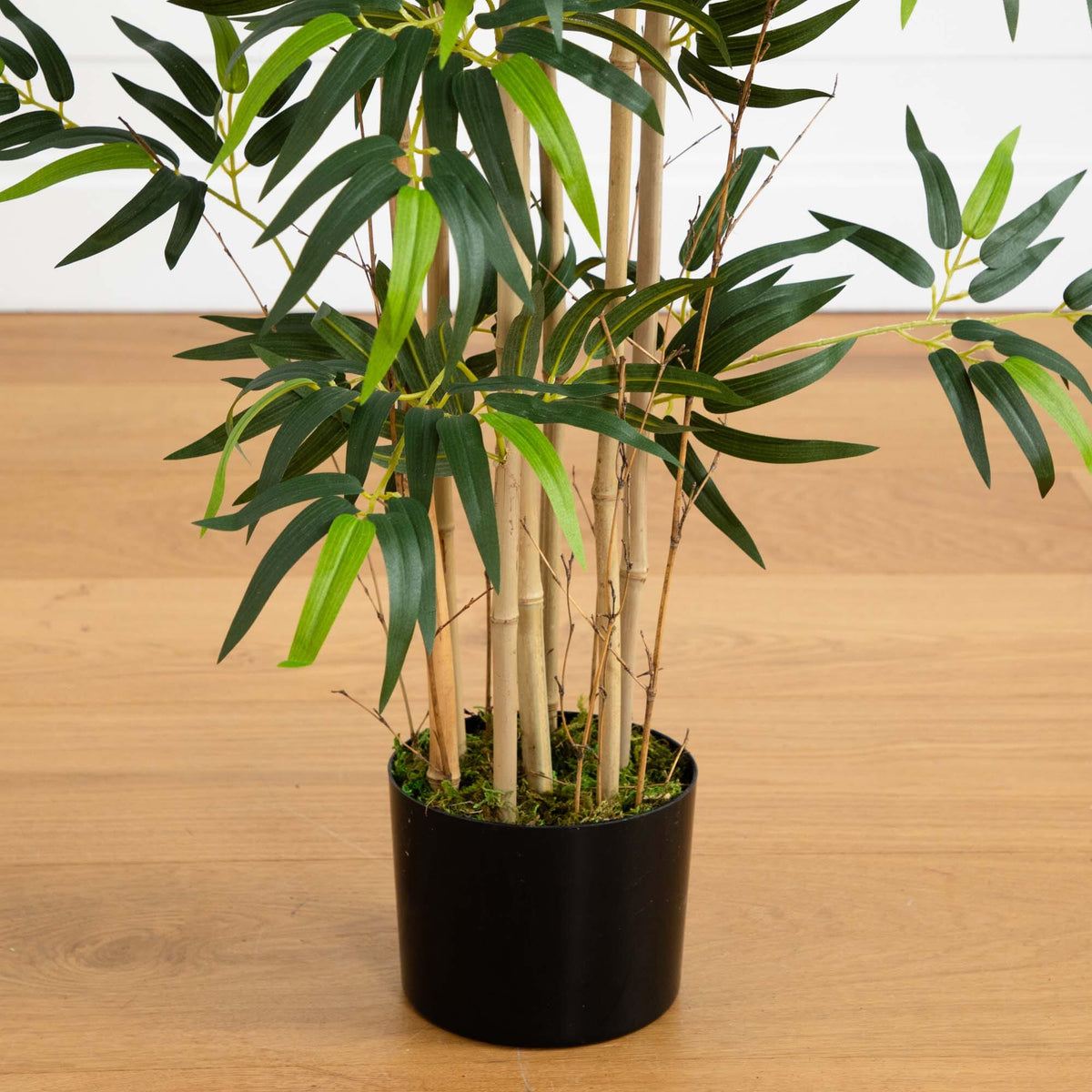 4' Multi Bambusa Bamboo Silk Tree, photo 3 of 5