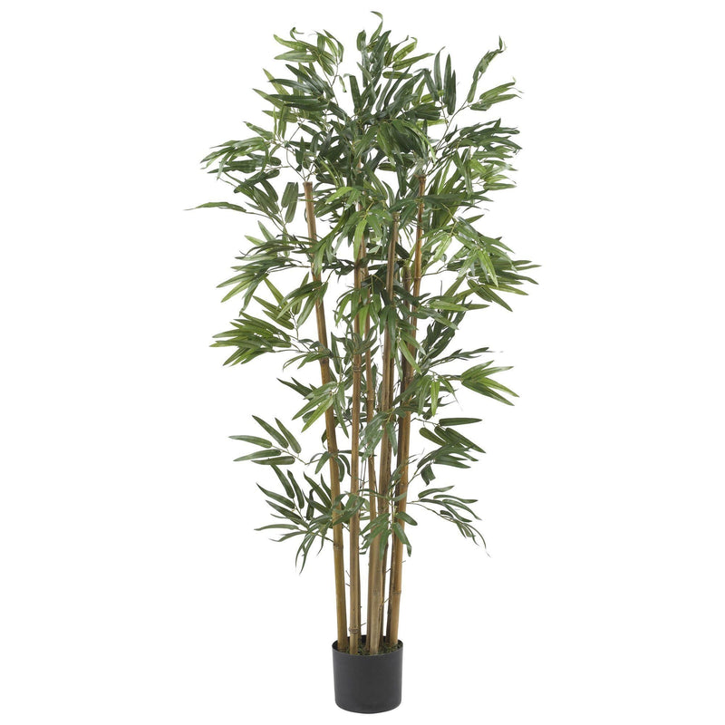 4' Multi Bambusa Bamboo Silk Tree, photo 5 of 5
