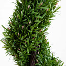 4' Rosemary Spiral Silk Tree (Indoor/Outdoor)