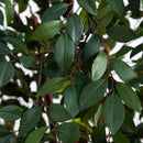 4' Ruscus Silk Tree