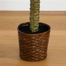 4' Sago Silk Palm Tree