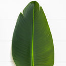 40" Artificial Traveler's Palm Stems - Set of 6