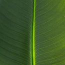 40" Artificial Traveler's Palm Stems - Set of 6