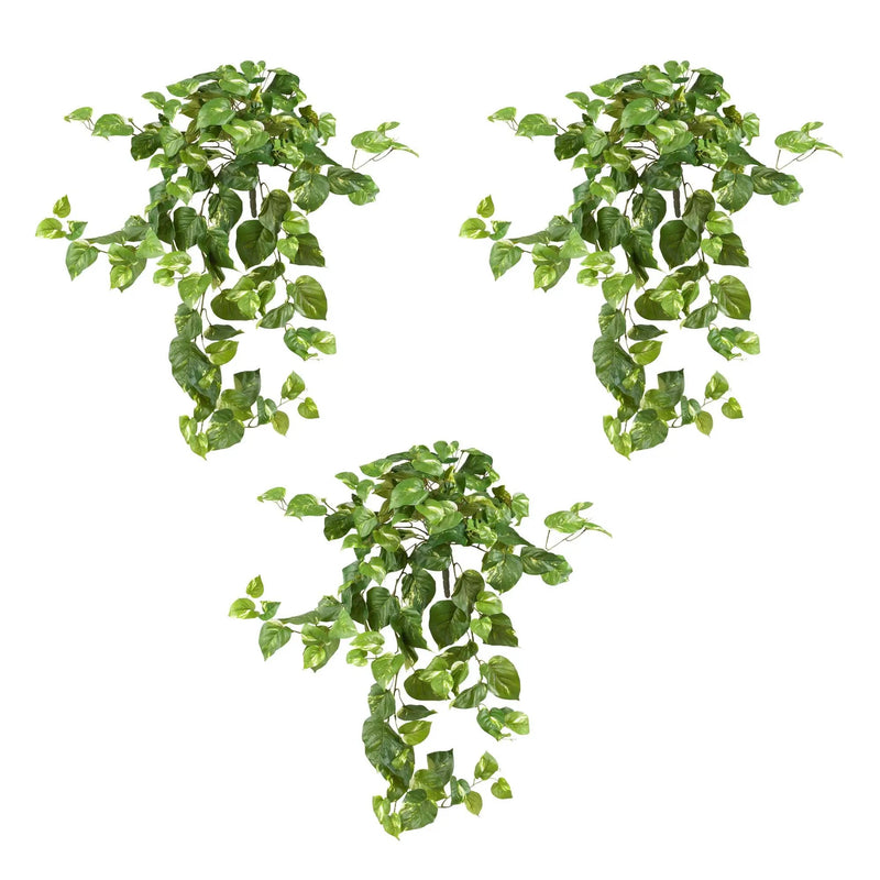 40” Pothos Hanging Bush (Set of 3), photo 2 of 2