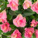 41" UV Resistant Artificial Hibiscus Hanging Plant (Indoor/Outdoor) - Set of 2