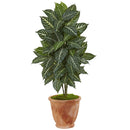 42” Zebra Plant in Terracotta Planter