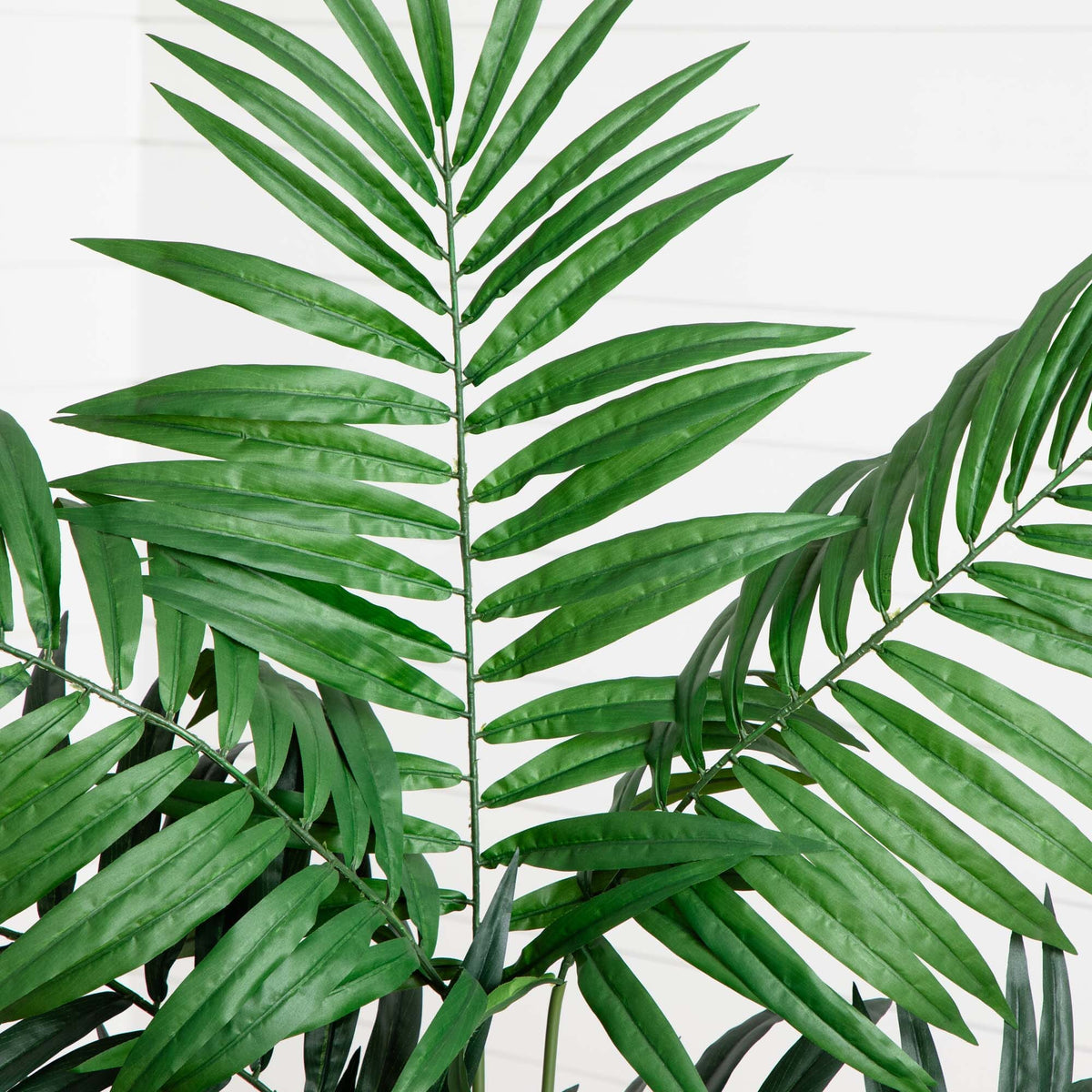 4.5’ Bulb Areca Tree, photo 2 of 3