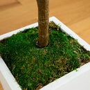 4.5’ Fiddle Leaf Fig Tree in White Planter (Real Touch) by Nearly Natural