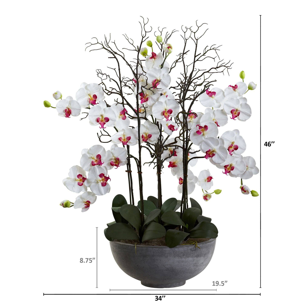 46" Giant Phalaeopsis w/Cement bowl", photo 4 of 4