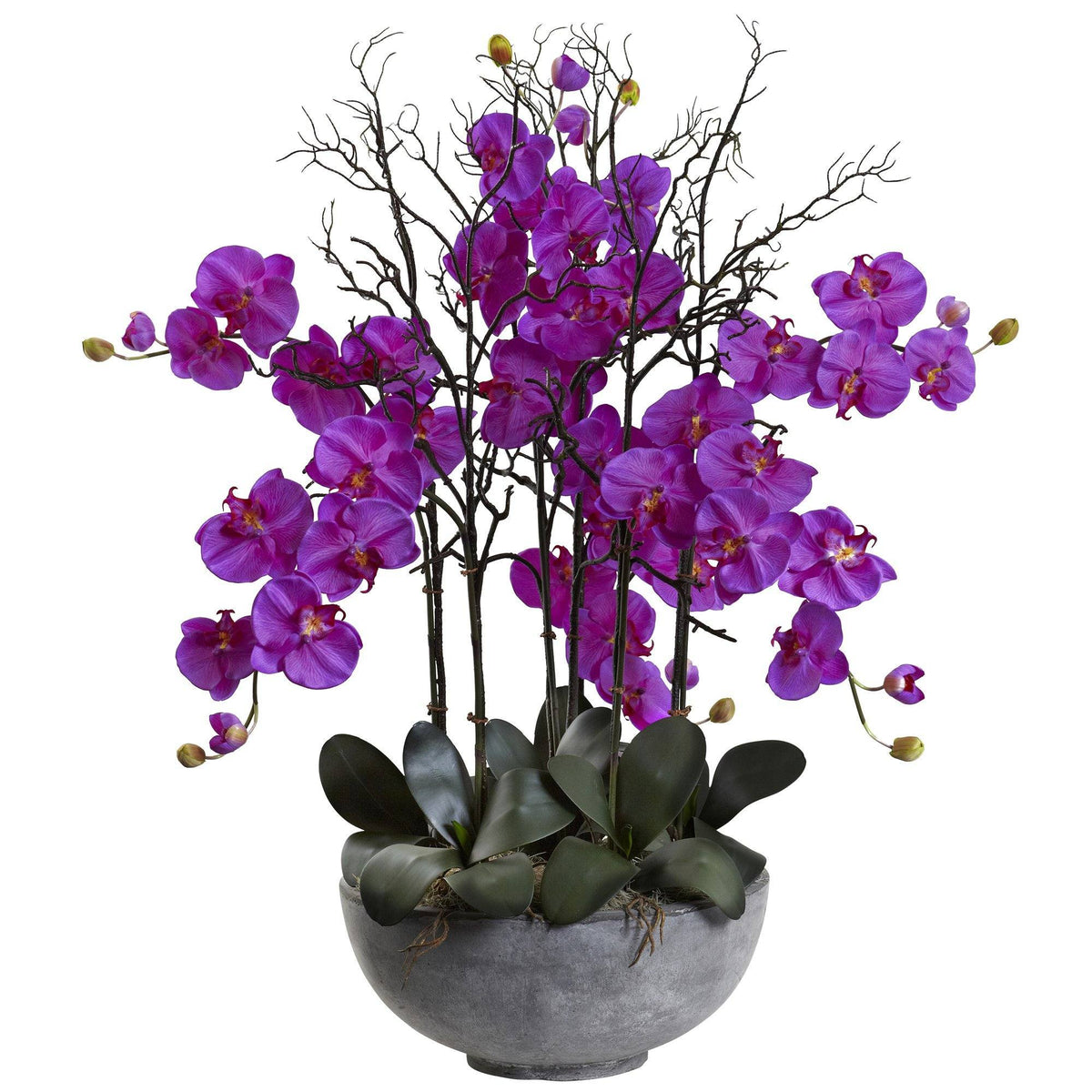 46" Giant Phalaeopsis w/Cement bowl", photo 2 of 4