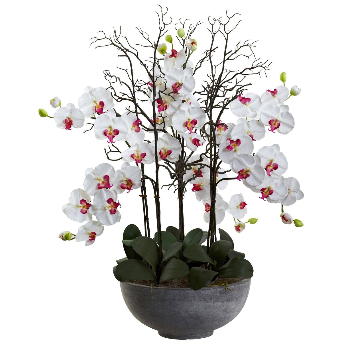 46" Giant Phalaeopsis w/Cement bowl", photo 3 of 4